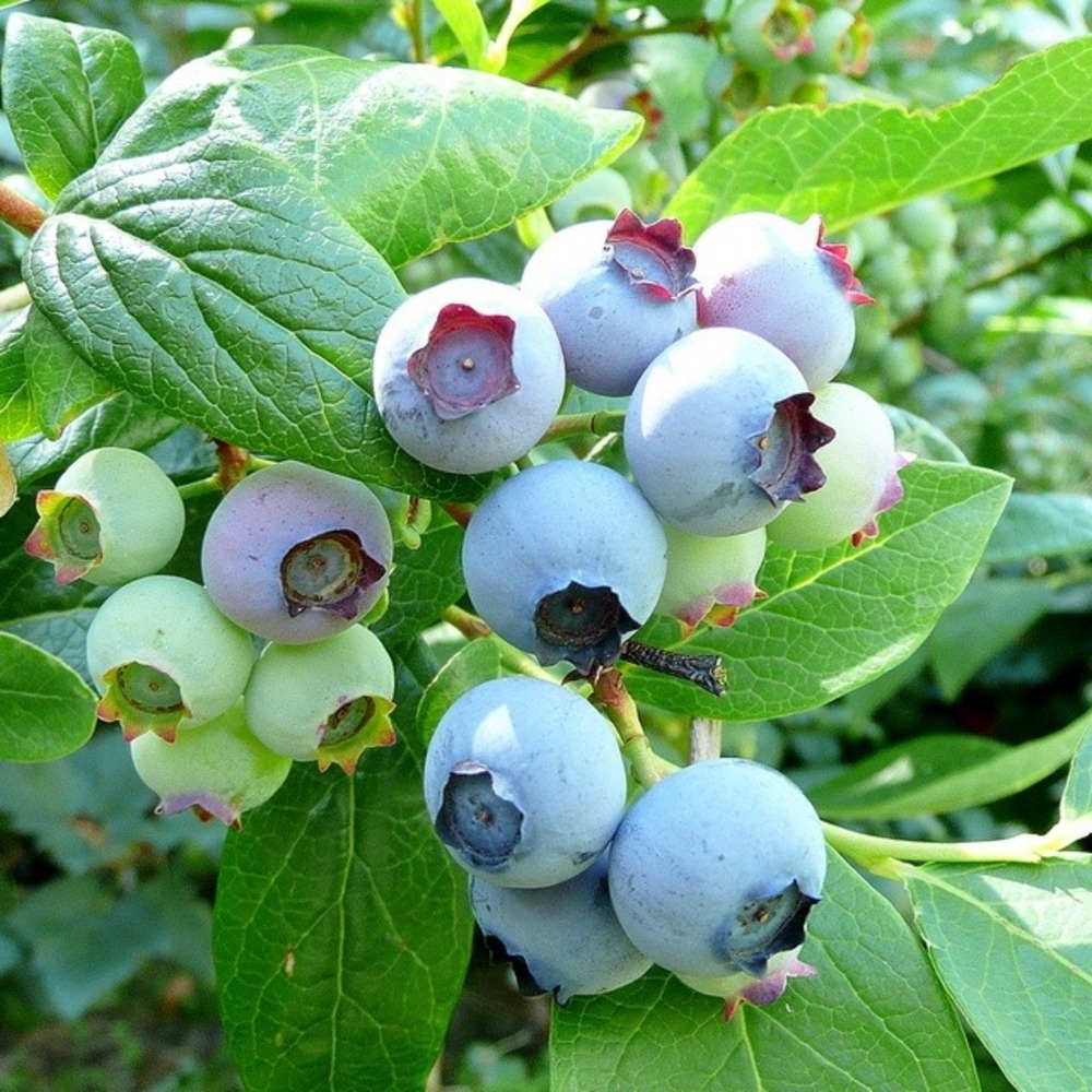 Bluecrop Blueberry Plant Highbush Vaccinium Corymbosum Live Fruit Shrub Pot